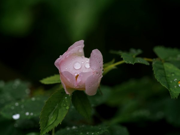 Top Wood Selections for Crafting Long-lasting Garden Furniture in the UK